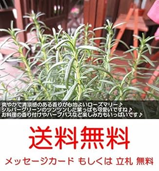 Amazon｜ローズマリー 立性 7号鉢サイズ 鉢植え｜観葉植物